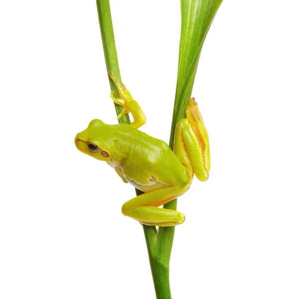 Żaba drzewna na zielonej roślinie — Zdjęcie stockowe