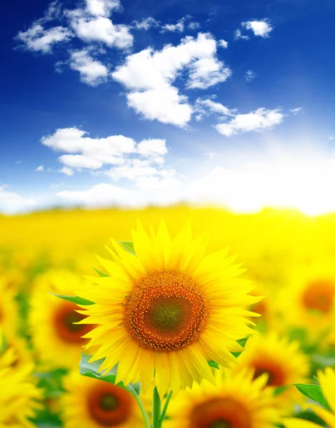 Sunflowers and sun — Stock Photo, Image