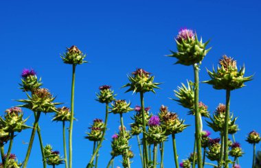 pembe süt thistle çiçek