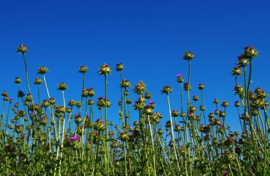 pembe süt thistle çiçek