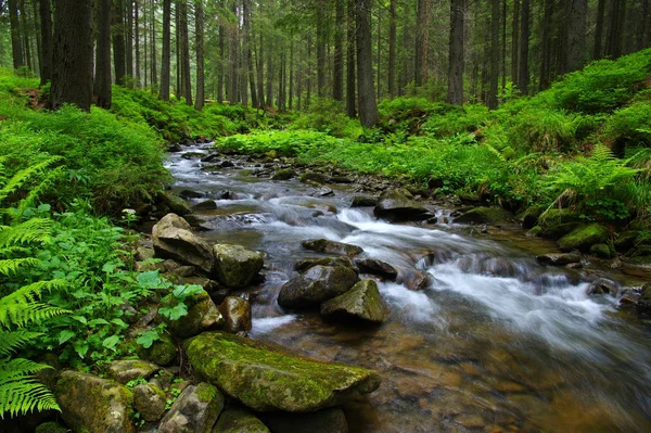 Creek in the woods