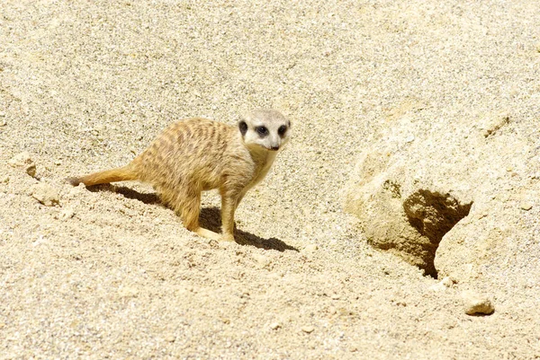 Meercat on the sand — Stock Photo, Image