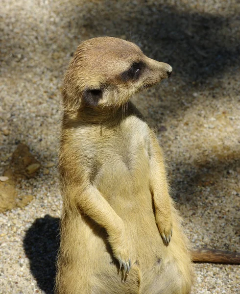 Meercat na areia — Fotografia de Stock