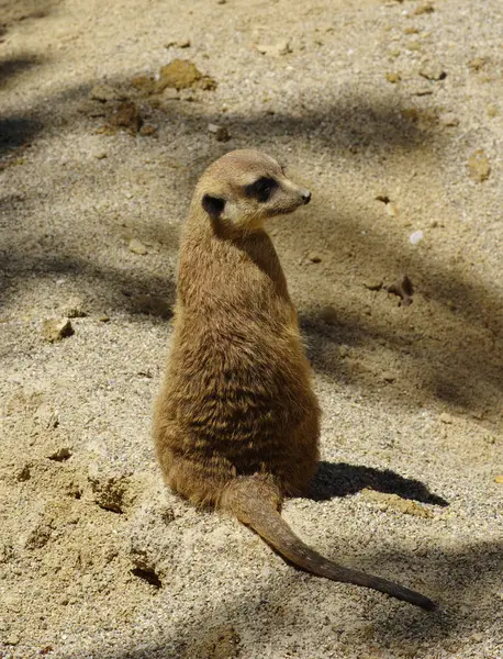 Meercat on the sand — Stock Photo, Image