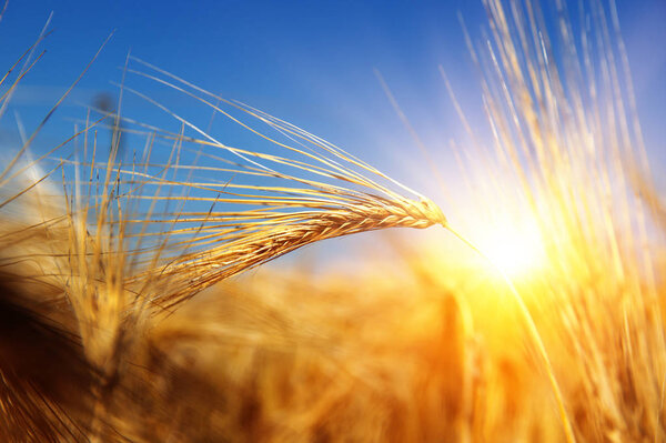 Золотая пшеница
 