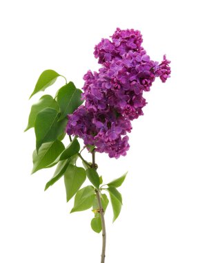 Leylak çiçeği üzerinde beyaz izole 