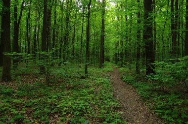 Yeşil ormandaki ağaçlar 