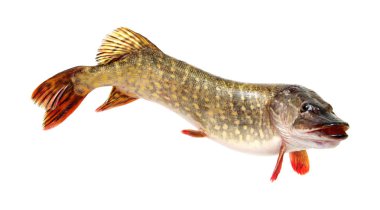  Pike beyaz üzerinde izole 