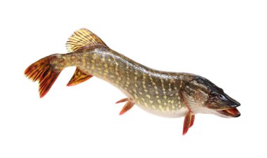  Pike beyaz üzerinde izole 
