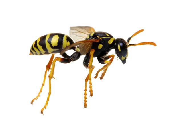 Wasp isolated on white — Stock Photo, Image