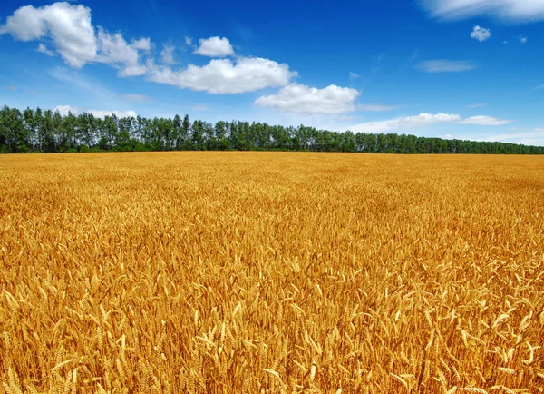 Wheat field and sun — Stock Photo, Image