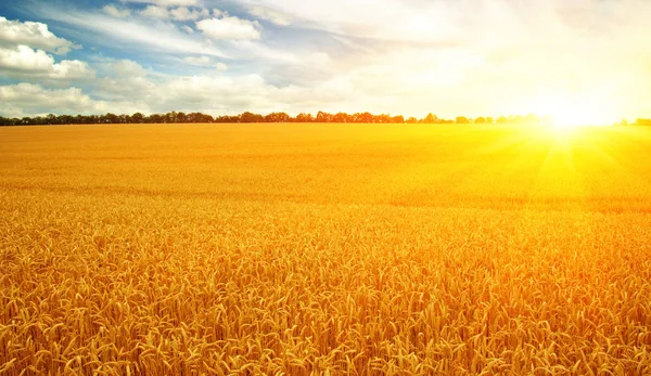 Tarweveld en Zon — Stockfoto