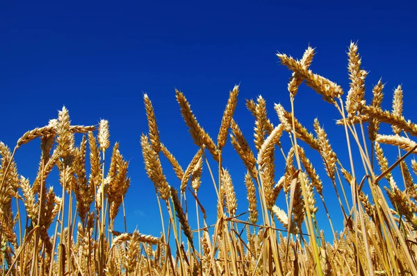 Пшеница и солнце — стоковое фото