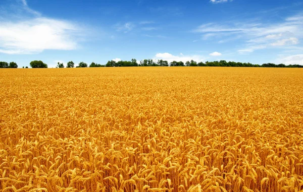 Campo de trigo dorado con cielo azul — Foto de Stock