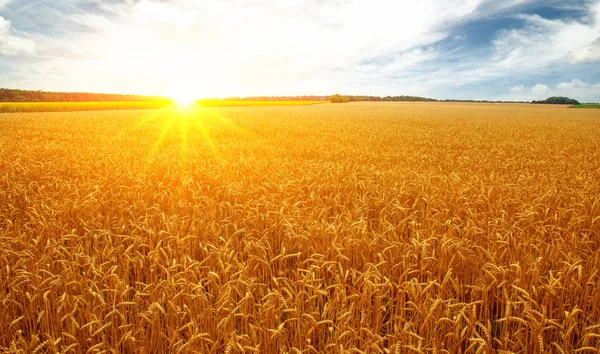 Wheat field and sun — Stock Photo, Image
