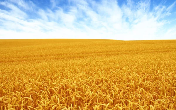 Пшеничне поле і сонце — стокове фото