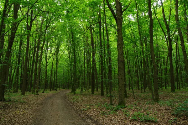 Träd i grön skog — Stockfoto