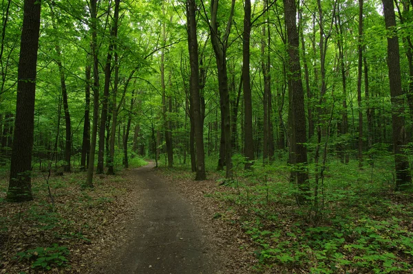 Yeşil ormandaki ağaçlar — Stok fotoğraf