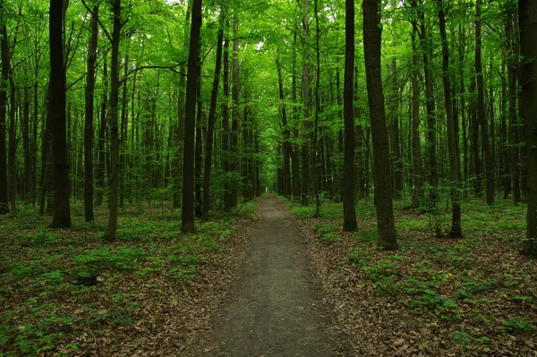 Les arbres dans la forêt verte — Photo