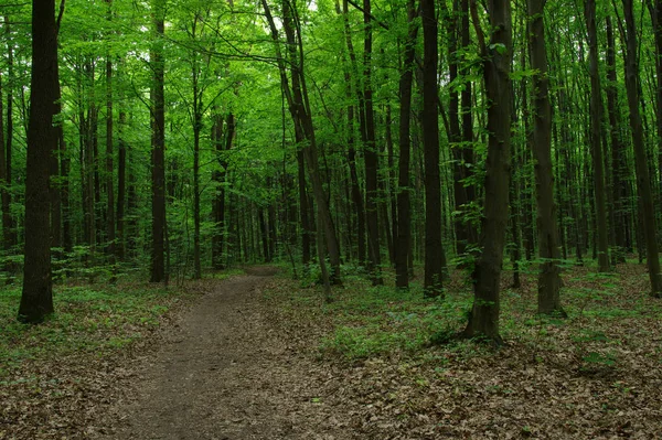 Bäume im grünen Wald — Stockfoto