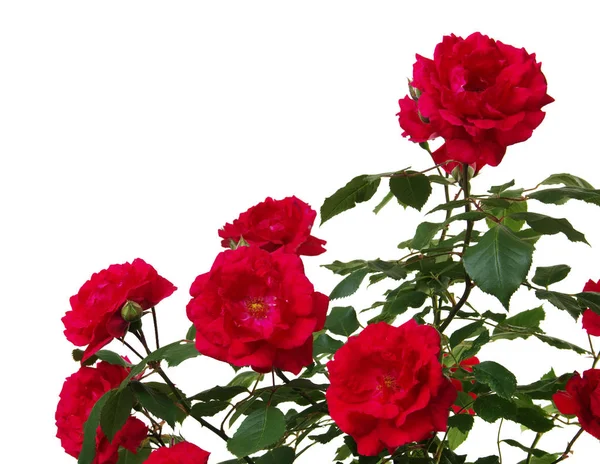 Roses rouges sur blanc — Photo