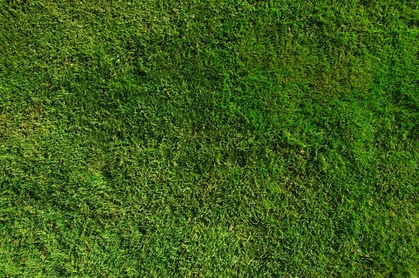 Hintergrund eines grünen Grases — Stockfoto