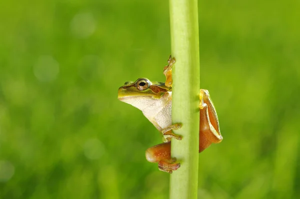 緑の背景の上にカエル — ストック写真
