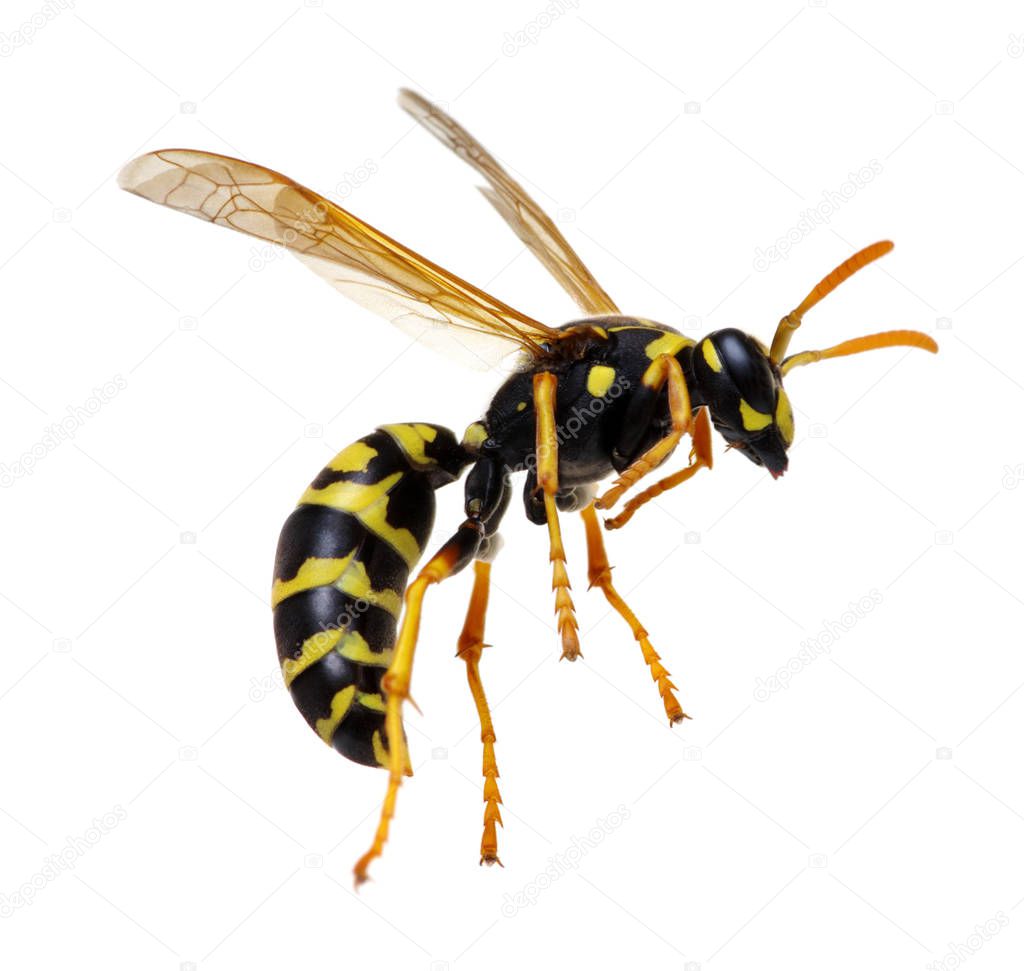 wasp isolated on white 