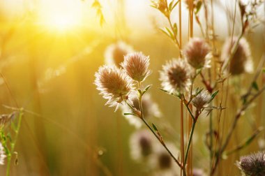 Yaz çiçeklenme çimen 