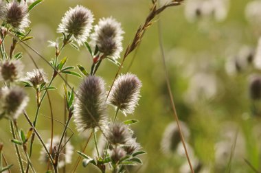 Yaz çiçeklenme çimen 