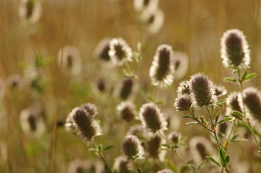 Yaz çiçeklenme çimen 