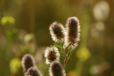 Yaz çiçeklenme çimen 