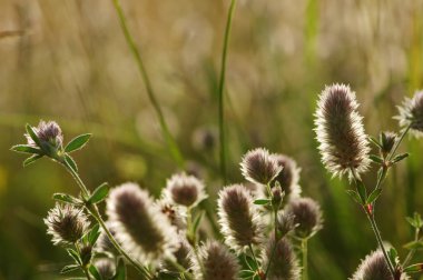 Yaz çiçeklenme çimen 