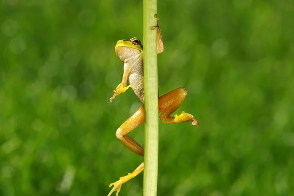 草の上の緑の木のカエル — ストック写真