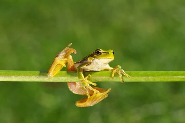 Żaba drzewna zielona na trawie — Zdjęcie stockowe