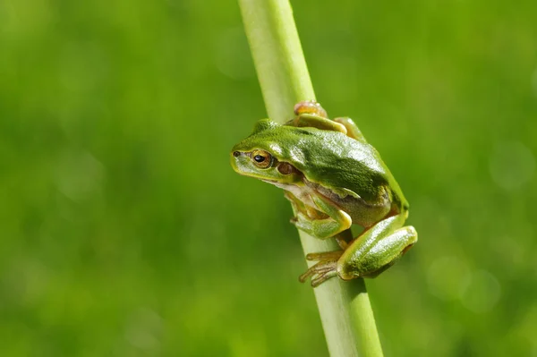 Groene boomkikker op gras — Stockfoto