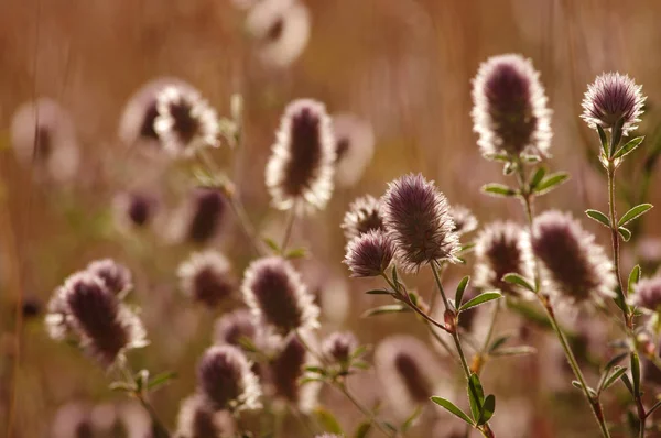 Estate erba fiorita — Foto Stock