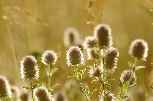 Estate erba fiorita — Foto Stock