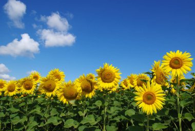 Çiçek açan ayçiçeği tarlası 