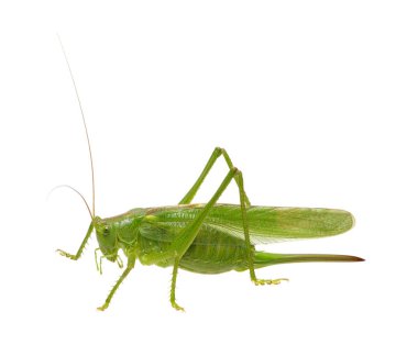 Green locust isolated on white  clipart