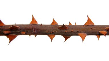  Dikenli kök güller bembeyaz