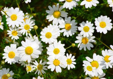  yeşil alan üzerinde Camomiles
