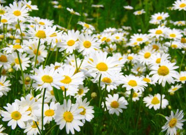  yeşil alan üzerinde Camomiles