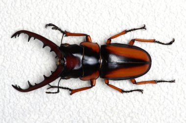 Stag beetle üzerinde beyaz izole