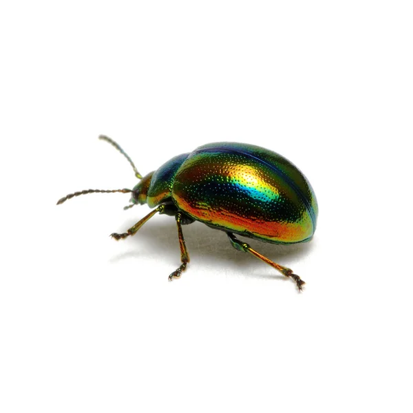 Grüner Käfer isoliert auf weißem Grund — Stockfoto