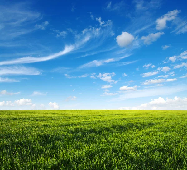 Grüne Wiese und Wolken — Stockfoto