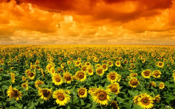 Field of blooming sunflowers — Stock Photo, Image