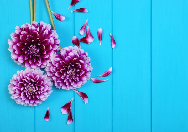 Flores em pranchas de madeira pintadas de azul . — Fotografia de Stock