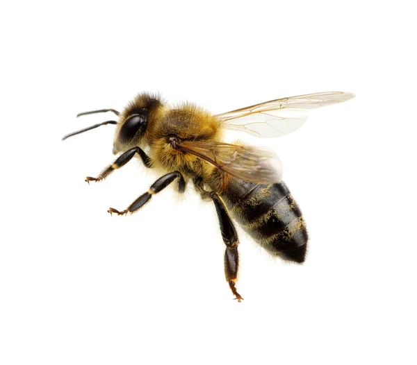 Biene auf dem weißen — Stockfoto