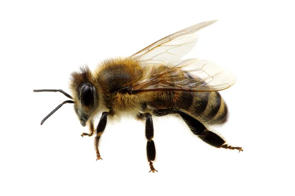 Bee on the white — Stock Photo, Image